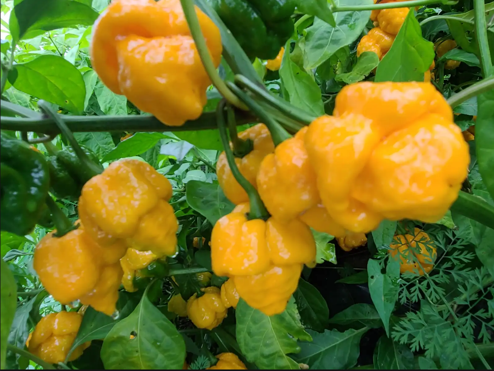 Karma Sauce - Funken Hot Yellow Moruga Hot Ones Season 28